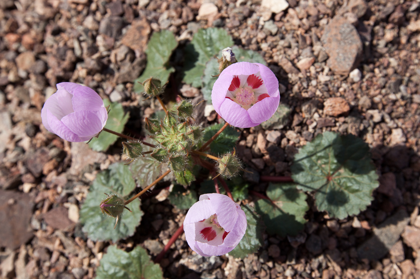 Desert Five-spot