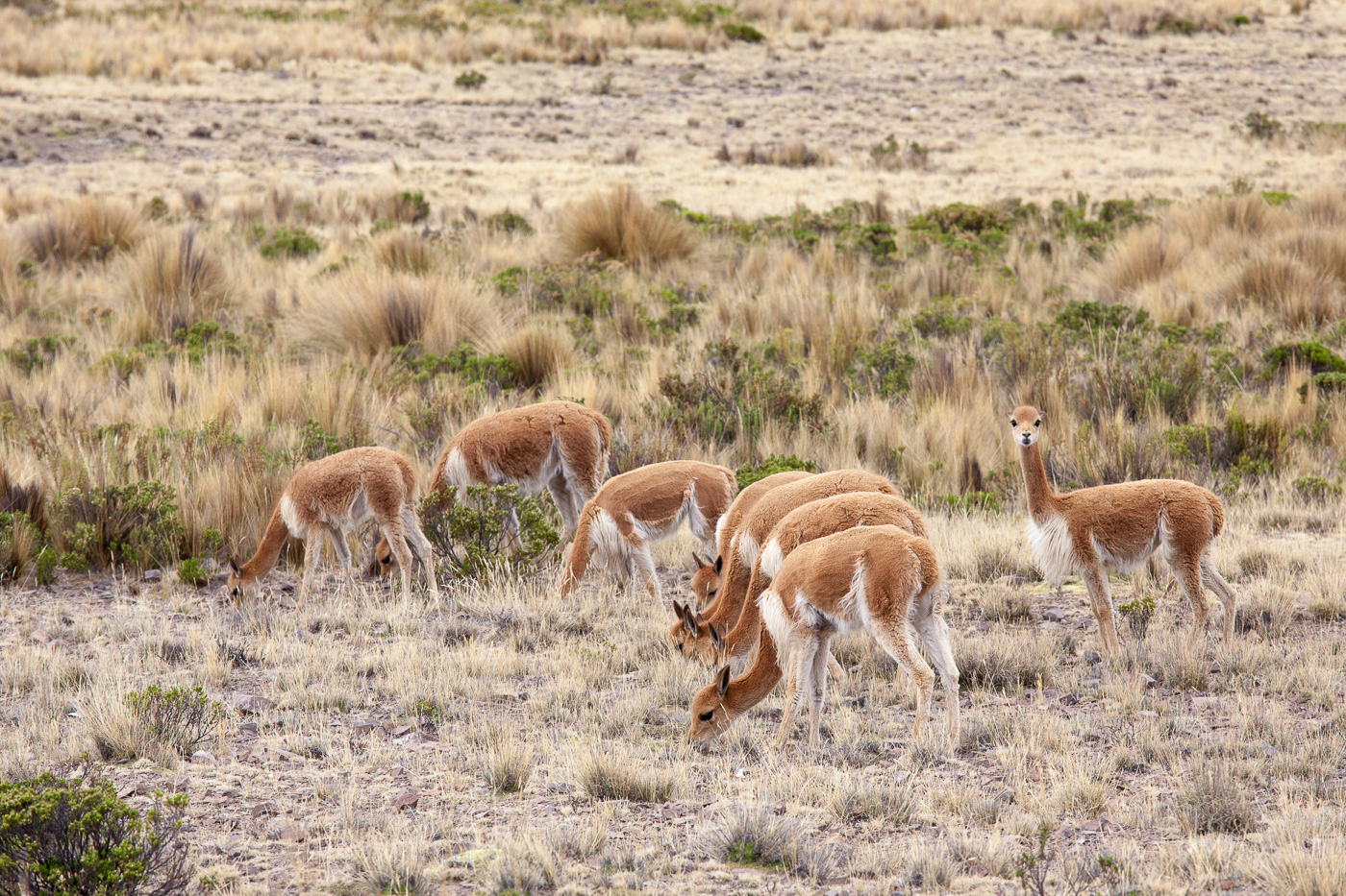 4973pampa-galeras