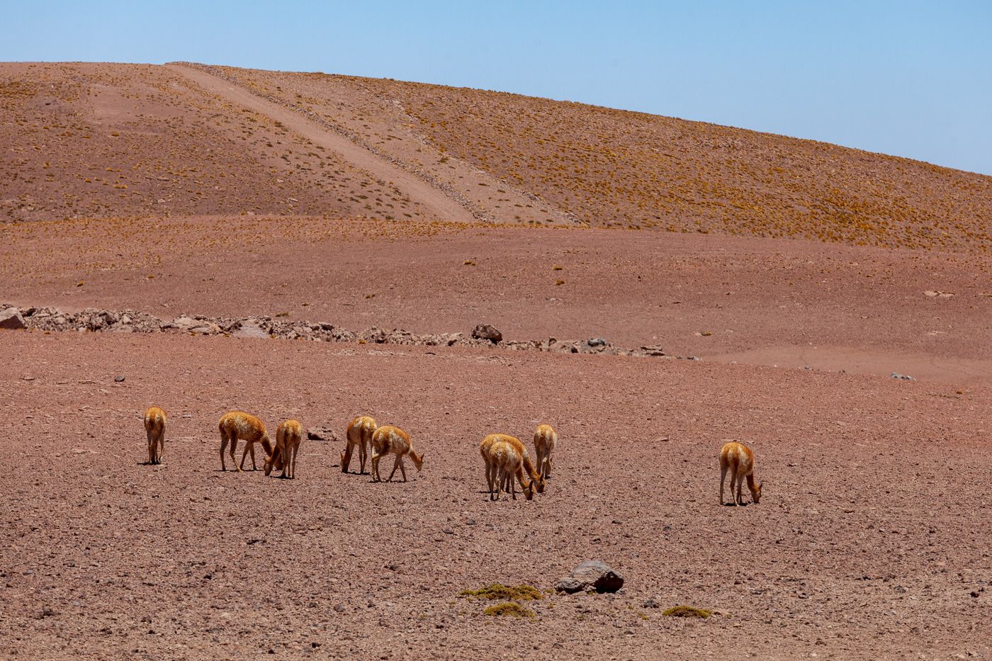 Guanaco