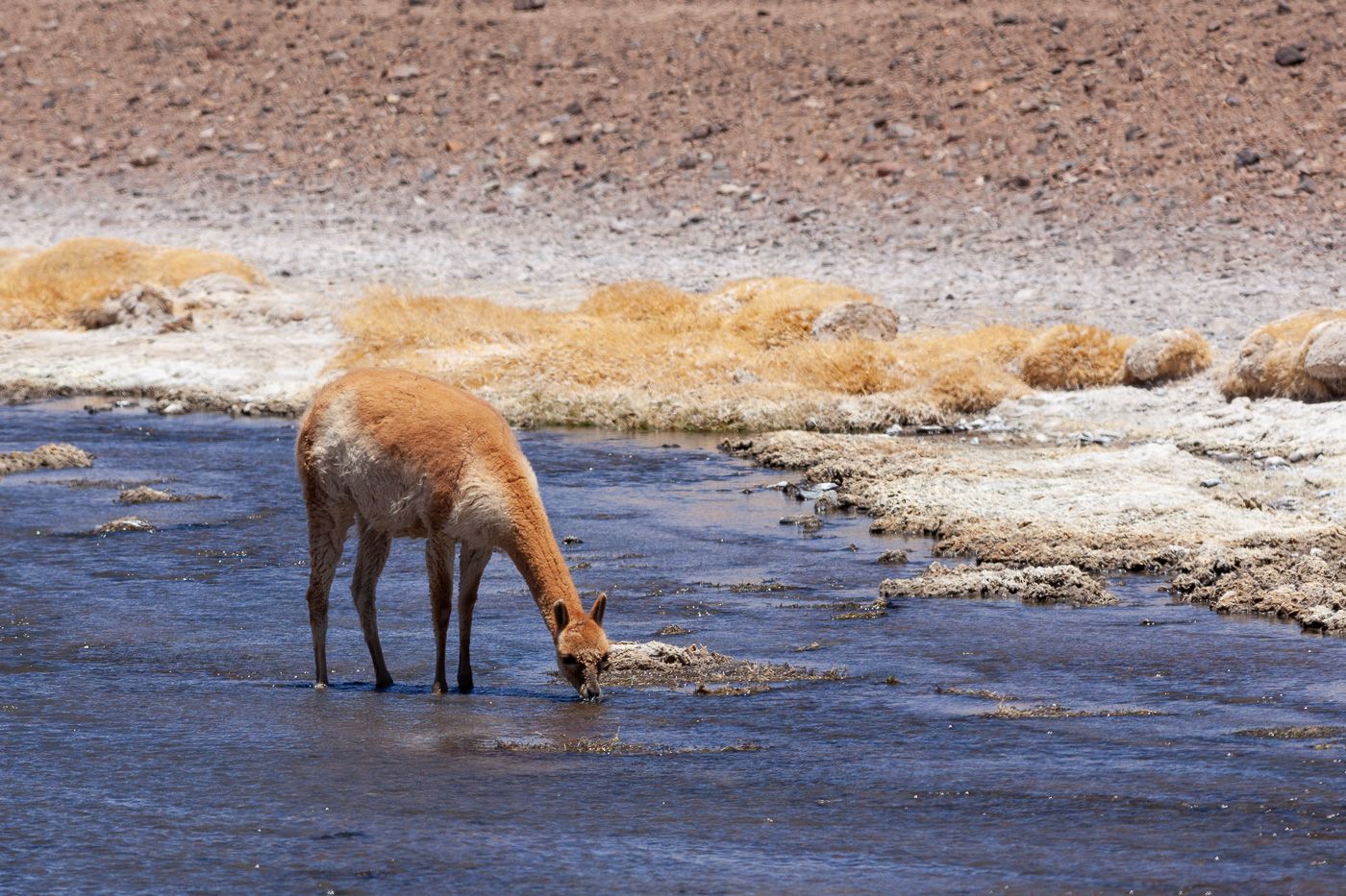 Guanaco