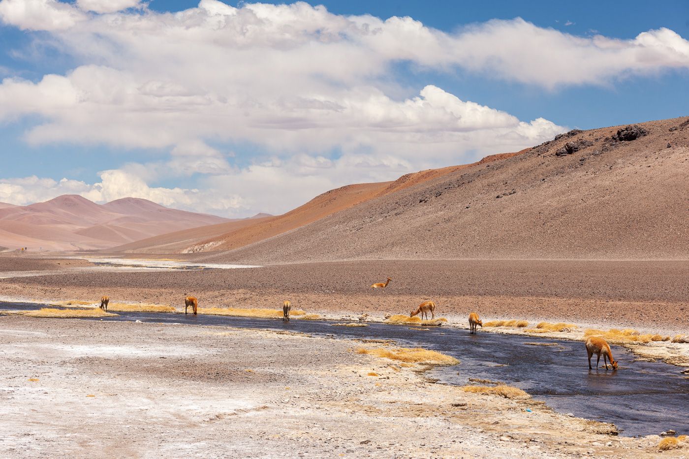 Guanaco