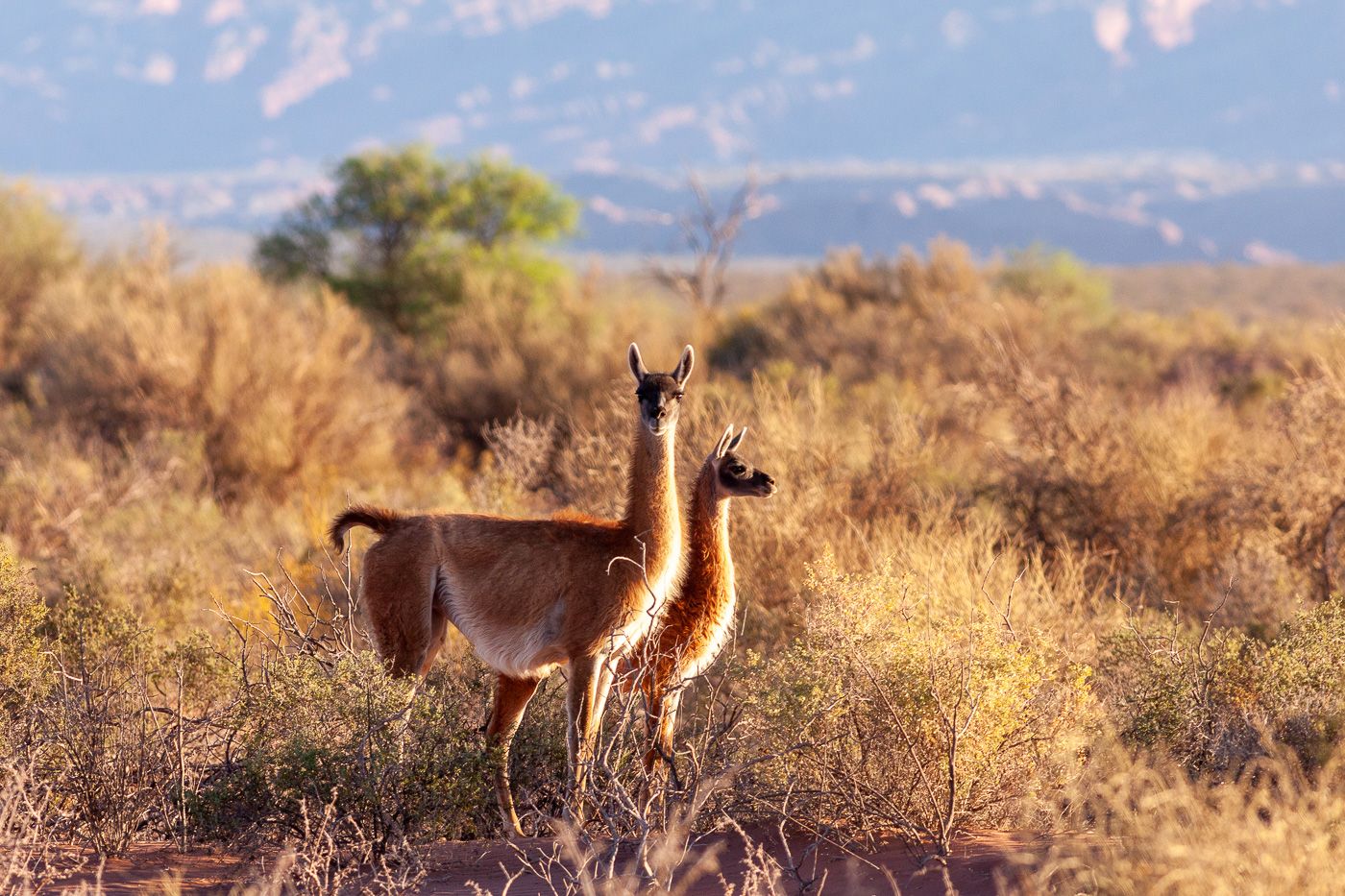 Guanaco