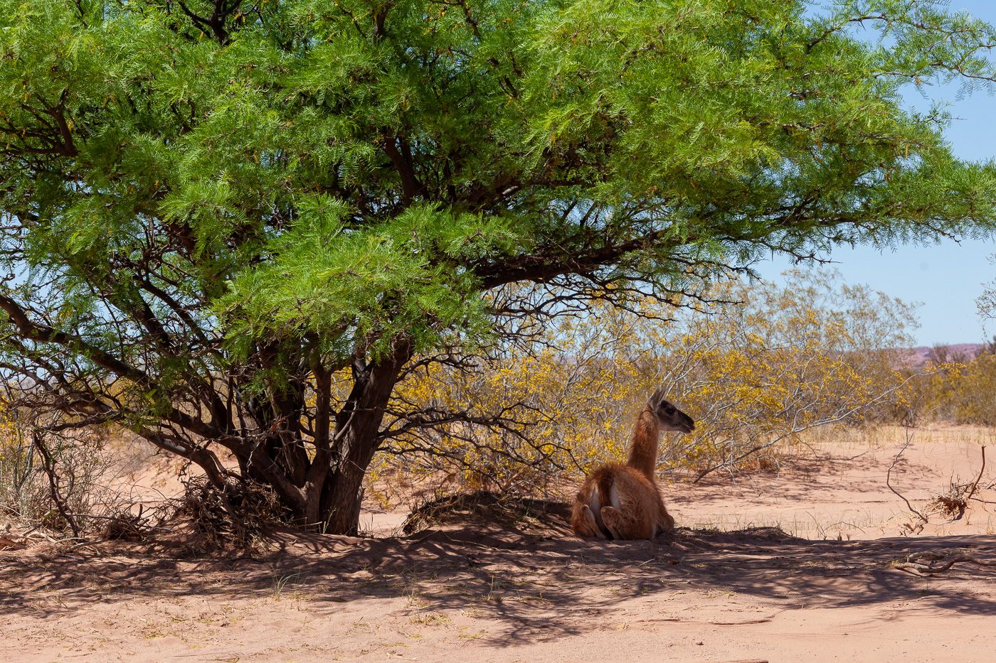 Guanaco