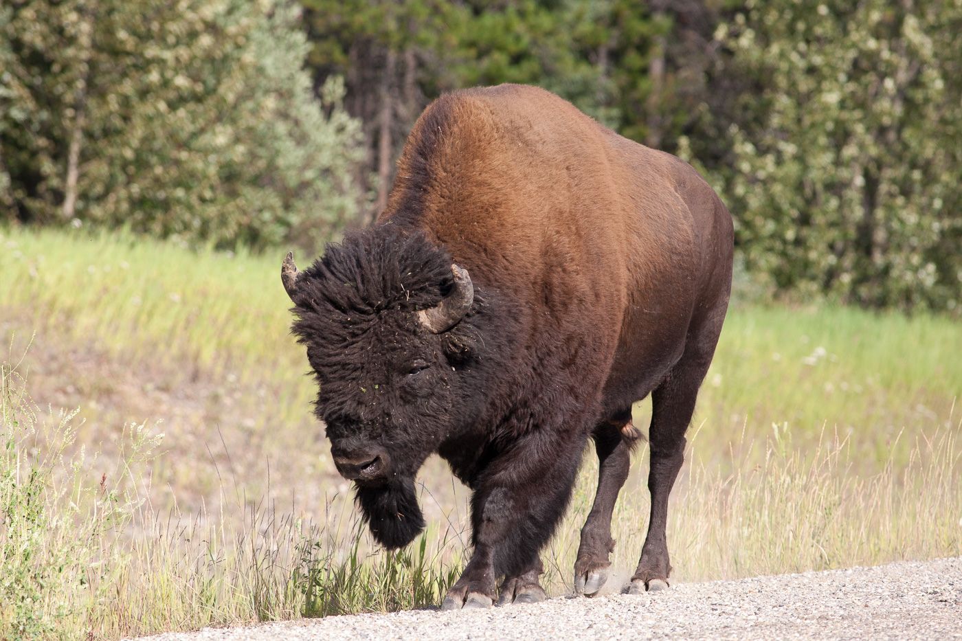 Bison på hovedvejen