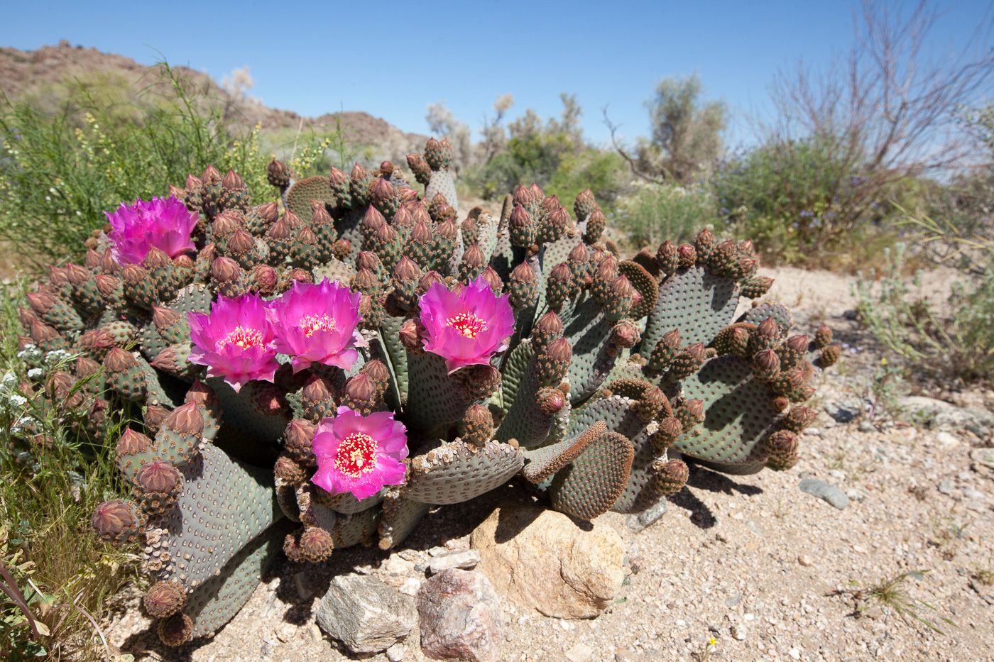 Joshua Tree National Park