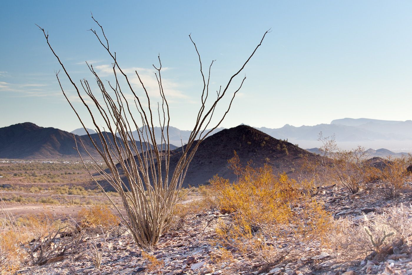 Ocotillo