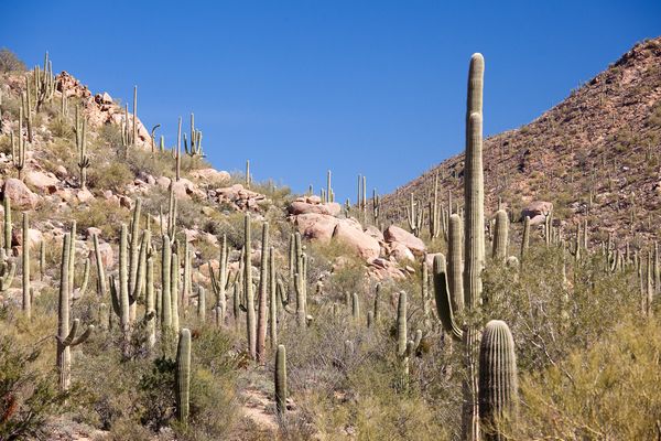 Saguaro National Park