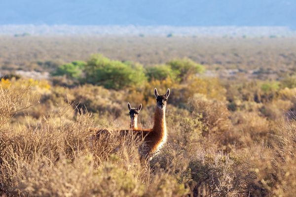 Guanaco