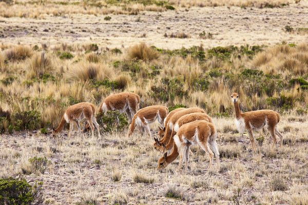 Vicuna